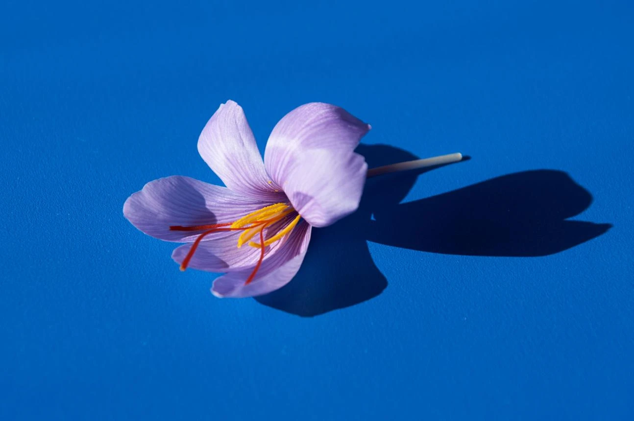 Saffron